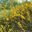 Berberis x stenophylla (3)